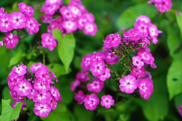 Beautiful purple phlox are on bed in the garden