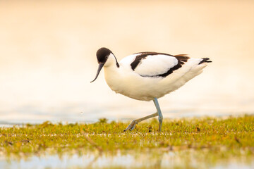 Pied Avocet, Recurvirostra avosetta, foraging