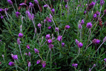 Lavender Plant with Water Droplets, Macro Shot