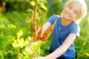 Happy preteen boy helps family to harvest of organic homegrown vegetables at backyard of farm. Healthy vegetarian food.