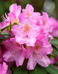 Obraz premium Close-up of cluster of vibrant pink rhododendron blossoms