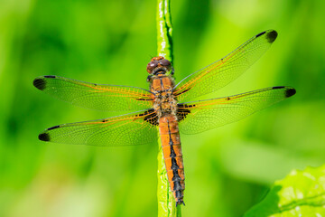 Scarce chaser, Libellula fulva, resting on vegetation