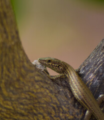 Retratos de animales que capturan la esencia felina, la ternura doméstica y la libertad salvaje. Gatos, perros, lagartos y más en escenarios naturales y expresivos. Ideal para proyectos visuales.