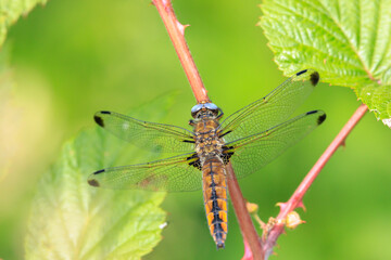 Scarce chaser, Libellula fulva, resting on vegetation