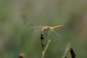 Sympetrum fonscolombii, Red-veined darter or nomad resting on vegetation