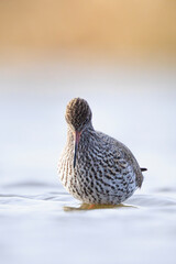 Common redshank, tringa totanus, wading bird