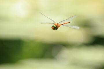 Green-eyed hawker Aeshna isoceles in flight hunting