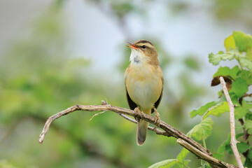 Sedge Warbler, Acrocephalus schoenobaenus, singing