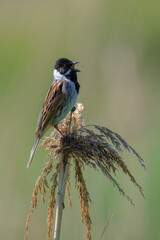 Singing common reed bunting, Emberiza schoeniclus, bird in the reeds on a windy day