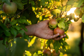 hand picking ripe apples  in the garden at the sunset