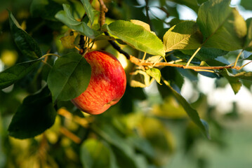 red apple on the tree in the garden at the sunset
