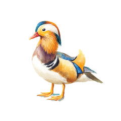 Obraz premium Colorful watercolor mandarin duck illustration with vibrant plumage, cut out