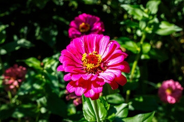 Bright pink zinnia flower with yellow center on green background in sunny day