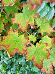 Green maple leaves withered at the edges hanging on the tree