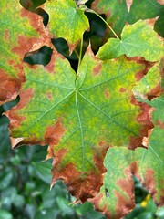 Green maple leaf with dry edges, macro photograph