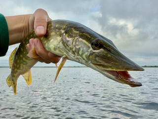 Obraz premium Close-up of Northern pike (Esox lucius) held by fisherman above water, sharp jaw visible. Predatory freshwater fish popular in sport fishing.