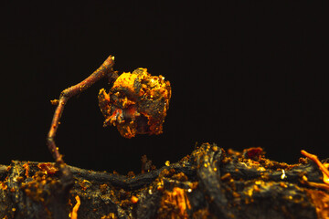 Golden Fungi on Oak Wood Macro