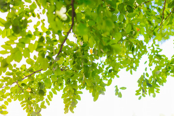 Green tree leaves with sunlight on bright blue sky background, natural summer foliage pattern, eco friendly concept, fresh seasonal nature background