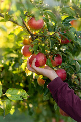 hand picking ripe red apples in the garden