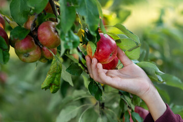 hand picking ripe red apple in the garden