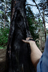 A hand holds charcoal pieces from a burnt tree trunk in a forest, showing wildfire aftermath up close.