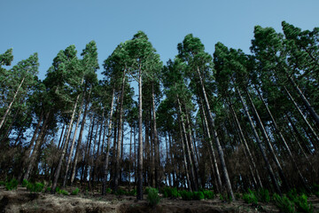 Tall pine trees in a dense forest rise against a clear blue sky, creating a peaceful and natural landscape.
