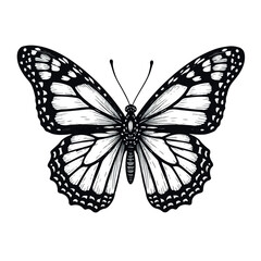Fototapeta premium butterfly, vector, insect, nature, design, tattoo, illustration, wing, decoration, art, fly, beauty, silhouette, pattern, animal, symbol, ornament, summer, spring, drawing, flower, element, image, win