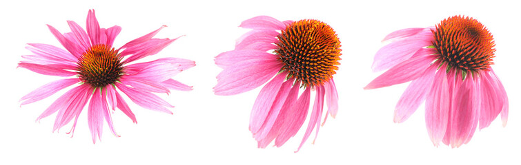 Pink Echinacea flowers isolated on white, set