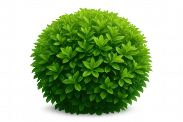 Perfect spherical bush with vibrant green leaves, isolated on a transparent background, ideal for architectural visualizations or landscape design projects