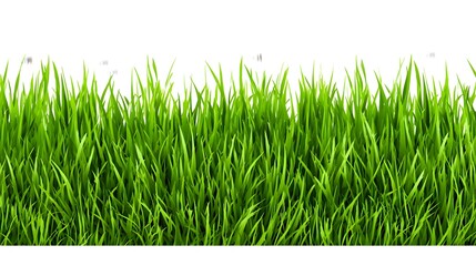 Fototapeta premium A lush green grass border with a white background