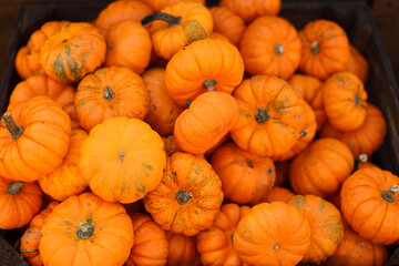 a lot of mini pumpkin at outdoor farmers market