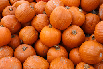 Orange autumn pumpkin, pumpkin on market display no label, display of a crop of large pumpkins on top market display ready for the fall season, halloween
