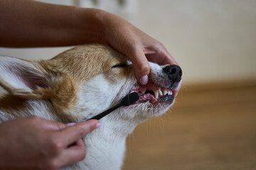 A person diligently brushing a dogs teeth, showcasing the critical importance of maintaining proper pet dental hygiene