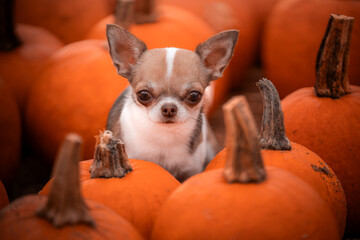 Portret pieska rasy chihuahua w jesiennych dyniach © nitka_zaplatana