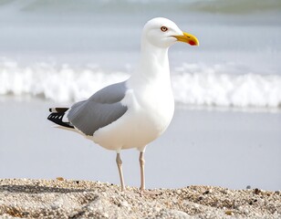Obraz premium Seagull on sandy beach, ocean waves in background
