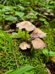 mushroom in the forest