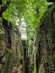 Forest canyon 