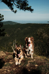 Two dogs, German and Australian Shepherd resting on mountain viewpoint in Divcibare, Serbia. Hiking with pets concept
