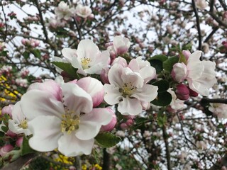 Apple tree blossom
