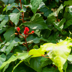 Fototapeta premium Close up of the red fruits of an achiote tree