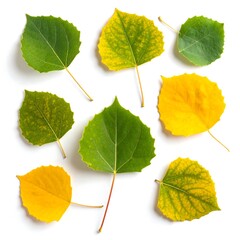 Colorful autumn leaves on white