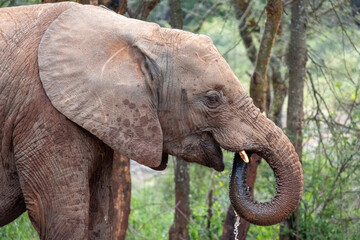 A close-up of an elephant drinking water