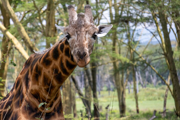 Beautiful and Elegant Giraffe Portrait, Close-up of Its Pattern and Features