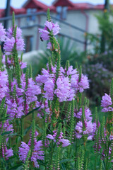 Obraz premium Purple Perennial Flowers in a Garden