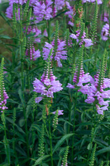 Obraz premium Purple Perennial Flowers in a Garden