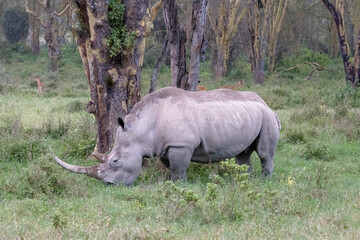 Obraz premium White Rhino grazing in the forest of Nakuru Lake National Park