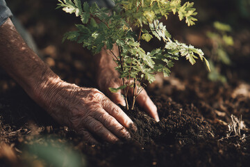 Hands Planting a Sapling in Fresh Soil for Growth and Sustainability