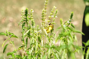 Goldfinch in sweet basil eating seeds. 