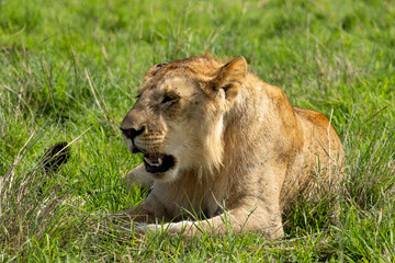 Obraz premium A young lion resting after a meal in Masai Mara National Park