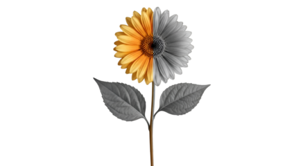 Half Color, Half Grayscale Sunflower on Black Background